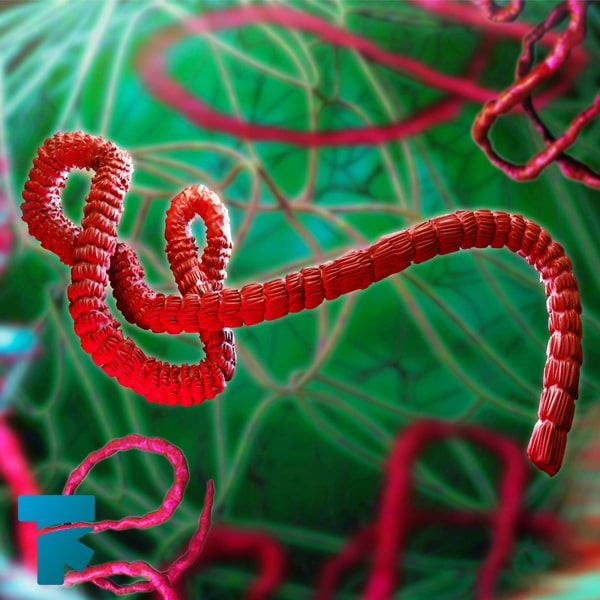 ویروس ابولا و راه های انتقال