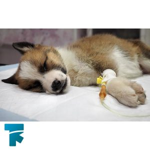 درمان بیماری پاروویروس در سگ ها