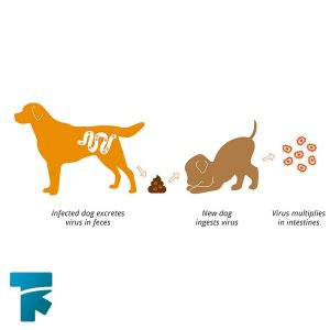 روش های انتقال بیماری پاروویروس در سگ ها