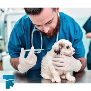 پیشگیری از بیماری پاروویروس در سگ ها